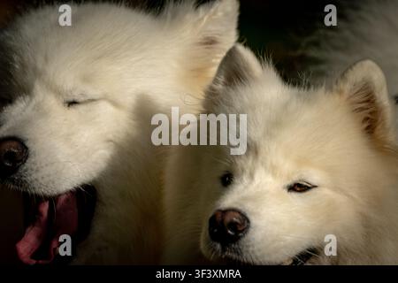 Deux chiens Samoyèdes blancs se reposant ensemble sous la lumière chaude du soir Banque D'Images