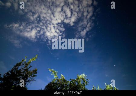 Un plan large capture un ciel nocturne bleu foncé rempli d'étoiles et de nuages vaporeux. Les silhouettes des branches d'arbres éclairées par en dessous créent un contraste frappant Banque D'Images