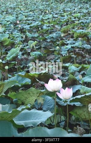 Fleur d'eau de lys de Lotus indien ou sacré qui fleurit dans le lac sur le jardin Banque D'Images