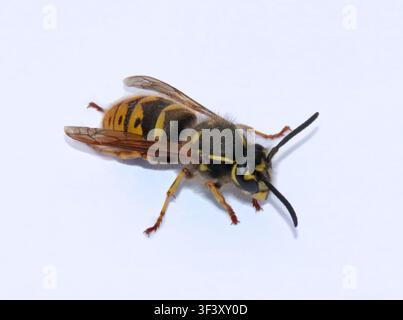 Guêpe commune (Vespula Vulgaris) Banque D'Images