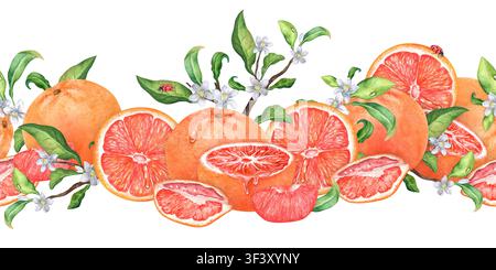 Illustration aquarellée à la main : bordure horizontale sans couture de pamplemousses rouges, segments, fleurs et feuilles avec des gouttes d'eau et des coccinelles. Costume Banque D'Images