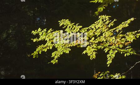 Feuilles vert vif illuminées par la lumière du soleil saison d'automne Banque D'Images