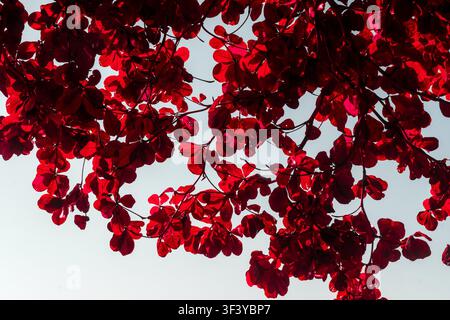 Feuilles rouge vif sur les branches d'arbres éclairées par un ciel lumineux en automne. Banque D'Images