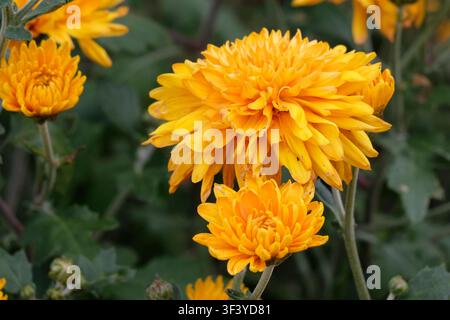 Chrysanthème jaune ‘Dixter Orange’ en fleur. Banque D'Images