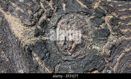 Image haute résolution d'écorce d'arbre mettant en valeur des motifs organiques complexes et des textures naturelles riches Banque D'Images