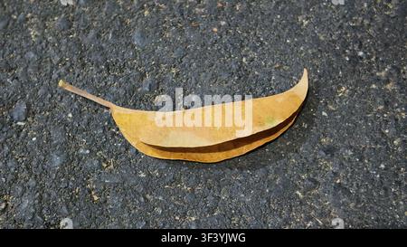 Feuille sèche patinée capturée en haute détail, mettant en valeur la beauté du processus de vieillissement de la nature et des textures organiques Banque D'Images