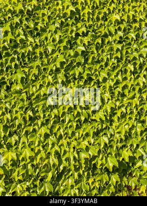 Végétation luxuriante d’hortensia formant une texture de feuillage naturel sans couture, arrière-plan de plantes vibrantes avec une végétation estivale fraîche Banque D'Images