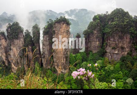 Majestueux Parc Forestier National de Zhangjiajie : Piliers de grès s'élevant de la brume éthérée et de la végétation luxuriante, Zone pittoresque de Wulingyuan, Hunan Pro Banque D'Images
