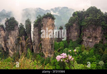 Majestueux Parc Forestier National de Zhangjiajie : Piliers de grès s'élevant de la brume éthérée et de la végétation luxuriante, Zone pittoresque de Wulingyuan, Hunan Pro Banque D'Images
