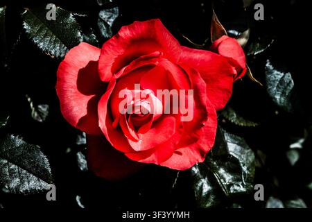 Rose rouge à contraste élevé en fleur sur fond sombre au San Jose Rose Garden, San Jose, Californie Banque D'Images