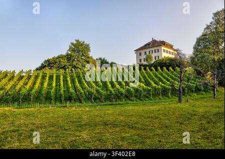 Vignoble sur le Zürichberg surplombant Zurich, Suisse. Banque D'Images