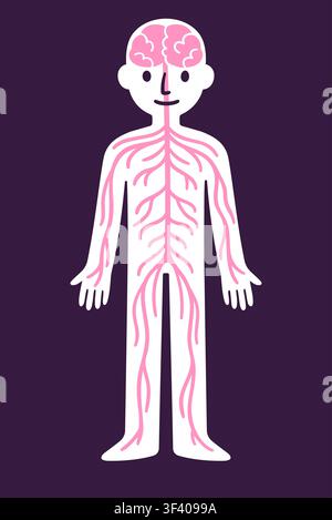 Tableau infographique de l'anatomie du système nerveux. Nerfs, moelle épinière et cerveau sur une silhouette corporelle. Illustration simple de style cartoon. Illustration de Vecteur