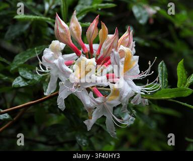 Azalée occidentale ou Azalée de Californie, Rhododendron occidentale, Ericaceae. Ouest des États-Unis, Amérique du Nord. Banque D'Images