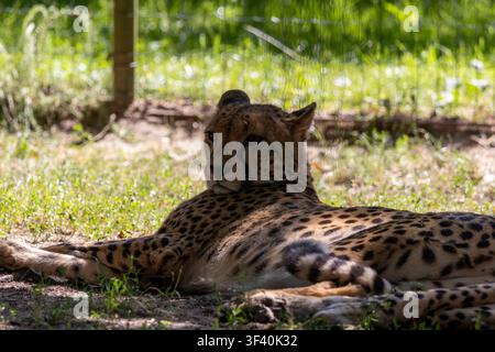 Guépard reposant à l'ombre sur l'herbe Banque D'Images