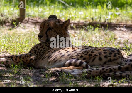 Guépard reposant à l'ombre sur l'herbe Banque D'Images