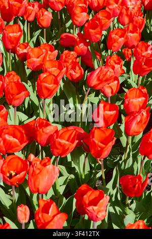 Champ de tulipes rouge éclatant en pleine floraison avec des gouttes de rosée fraîches, fond floral printanier vibrant. Banque D'Images