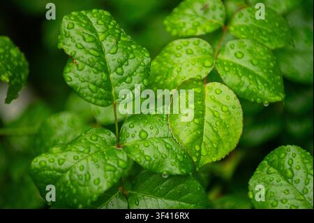 Un seul bouton de rose rouge est sur le point de s'épanouir au milieu d'un groupe de boutons verts, avec des gouttelettes d'eau accrochées au feuillage luxuriant Banque D'Images
