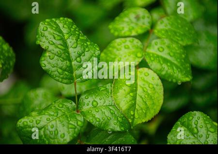 Un seul bouton de rose rouge est sur le point de s'épanouir au milieu d'un groupe de boutons verts, avec des gouttelettes d'eau accrochées au feuillage luxuriant Banque D'Images