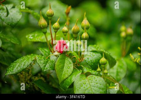 Un seul bouton de rose rouge est sur le point de s'épanouir au milieu d'un groupe de boutons verts, avec des gouttelettes d'eau accrochées au feuillage luxuriant Banque D'Images