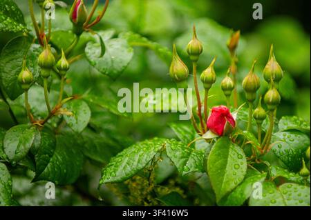 Un seul bouton de rose rouge est sur le point de s'épanouir au milieu d'un groupe de boutons verts, avec des gouttelettes d'eau accrochées au feuillage luxuriant Banque D'Images