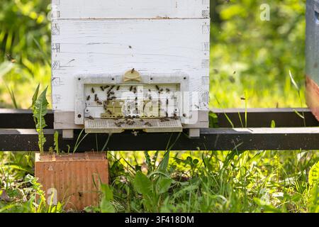Entrée de ruche recouverte d'abeilles sur un cadre Langstroth blanc, lumière du soleil sur l'herbe dans une apiary de jardin, évoquant la pollinisation, l'apiculture rurale, i Banque D'Images