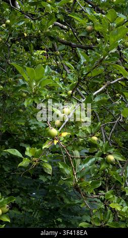 Petites pommes immatures poussant sur les branches d'un pommier entourées de feuilles vertes luxuriantes dans un cadre naturel en plein air Banque D'Images