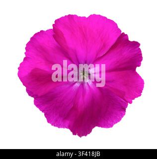 Fleur magenta brillante isolée sur fond blanc. Silene coronaria. Banque D'Images