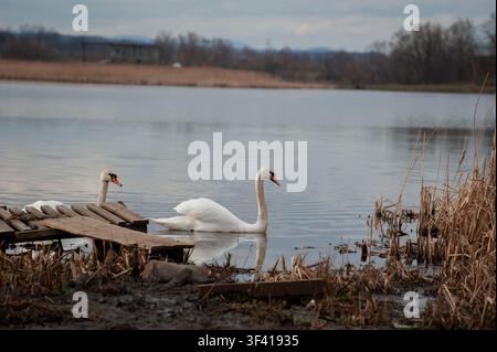 Une famille de cygnes avec leurs bébés sur la rive de l'étang, le matin, ils nagent au camp et attendent de voir s'ils vont jeter quelque chose de bon t Banque D'Images