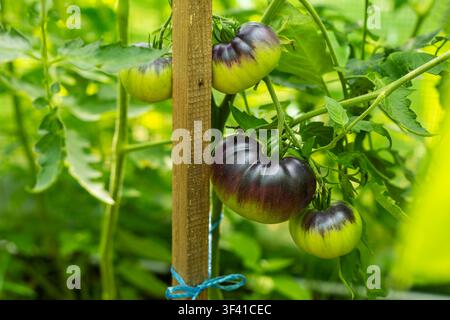 Tomates violettes et vertes d'héritage mûrissant sur la vigne. Les tomates violettes et vertes d'héritage mûrissent sur une vigne soutenue entourée d'un feuillage luxuriant. Banque D'Images
