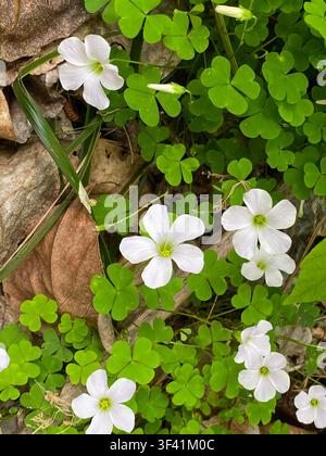 Oxalis sp, plante herbacée de la famille des bois-sorrel, présentant des feuilles vert clair en forme de trèfle trifolié et de délicates fleurs blanches à cinq pétales avec un vert pâle Banque D'Images