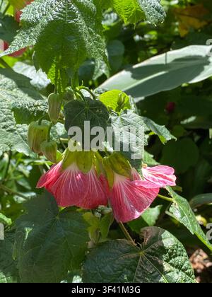 L’arbuste Abelier fleuri (Abutilon x hybridum) présente des fleurs roses en forme de cloche pendantes avec des veines rouge foncé. Le feuillage vert palmaté lobé se renouvelle visuellement Banque D'Images