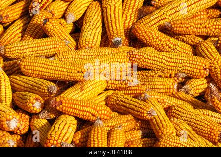 Texture en cadrage intégral de épis de maïs jaunes secs récoltés empilés ensemble sous une lumière naturelle vive pendant la saison agricole d'automne. Banque D'Images
