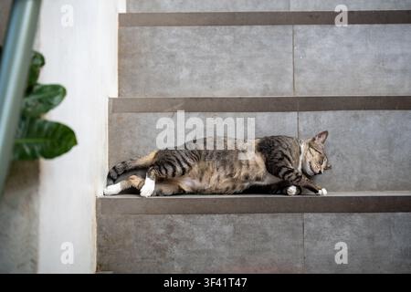 Chat errant avec son corps poilu entièrement étendu dormant confortablement et tranquillement sur l'escalier extérieur Banque D'Images