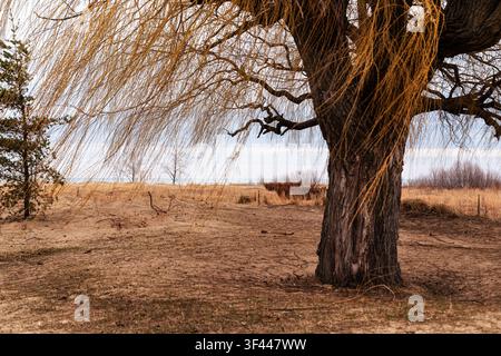 Arbres et buissons sur une plage sauvage du lac Michigan à Chicago. Banque D'Images