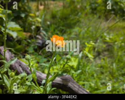 Jeune fleur de calendula orange s'ouvrant partiellement avec des boutons verts dans un jardin ensoleillé, vue latérale en gros plan. Banque D'Images