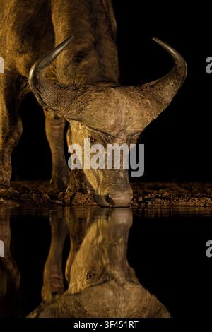 Portrait d'un taureau buffle d'Afrique (Syncerus caffer) buvant à une mare nocturne, Afrique du Sud Banque D'Images