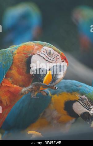 Perroquets aras bleu et or mangeant des fruits dans un cadre naturel Banque D'Images