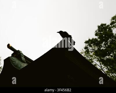 Silhouette d'un corbeau perché sur le bord incurvé du toit d'un sanctuaire japonais traditionnel contre un ciel nuageux, Japon Banque D'Images