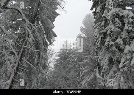 Une épaisse couche de neige fraîche alourdit les cimes des pins et des épicéas toujours verts contre un ciel d’hiver morose à Delnice, en Croatie. Banque D'Images