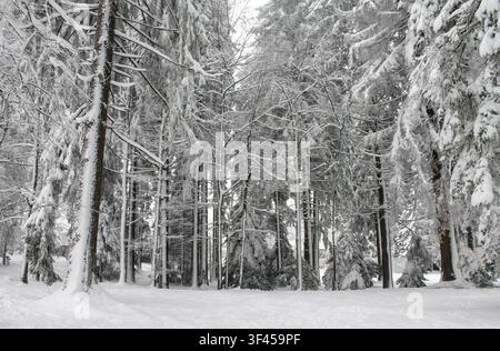 Un paysage de forêt d'hiver serein rempli de grands pins lourdement chargés de neige fraîche à Delnice, en Croatie. Banque D'Images