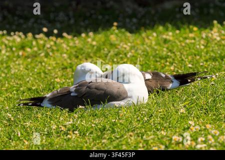 France Bretagne - mouette à dos noir - Larus Fuscus - Une des différentes espèces le long des côtes atlantiques adaptées à vivre en proximité Banque D'Images