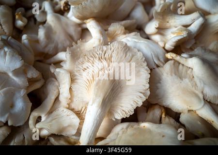Des pleurotes frais blancs (Pleurotus ostreatus), champignons comestibles populaires connus pour leur goût doux et leur texture tendre. Banque D'Images
