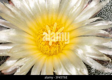 Gros plan extrême d'une fleur de cactus Astrophytum blanche avec un stigmate jaune en forme d'étoile et des aréoles tachetées. Banque D'Images