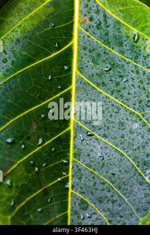 Feuille de plante tropicale, gros plan de la nervure centrale jaune et des veines. Banque D'Images
