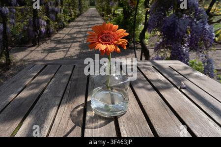 Une seule fleur de gerbera orange dans un vase en verre avec des glicines en fleurs créant un doux fond de jardin printanier Banque D'Images