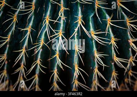 Cactus baril doré, gros plan de la surface de la plante, épines. Banque D'Images