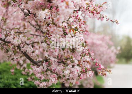 Fleurs de pommier rose par une journée nuageuse Banque D'Images
