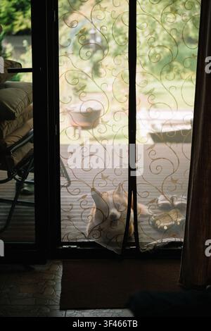 La lumière du soleil filtre à travers les rideaux transparents d'un espace de vie confortable avec un chien reposant à l'extérieur Banque D'Images