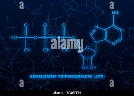 Plan de structure de la molécule d'ATP (adénosine triphosphate) Illustration de Vecteur