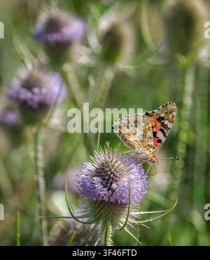 Papillon Vanessa cardui se nourrissant de fleurs de chardonne - Somerset UK Banque D'Images